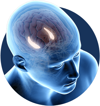 The Last Wish pineal gland brain illustration
